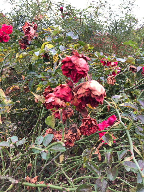 przykładowe zdjęcie z telefonu, zwiędłe róże